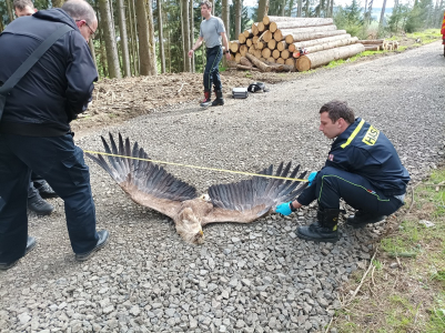 Orlice a orlík byli otráveni ve Slavkovském lese