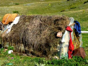 Karadžica patří ovcím