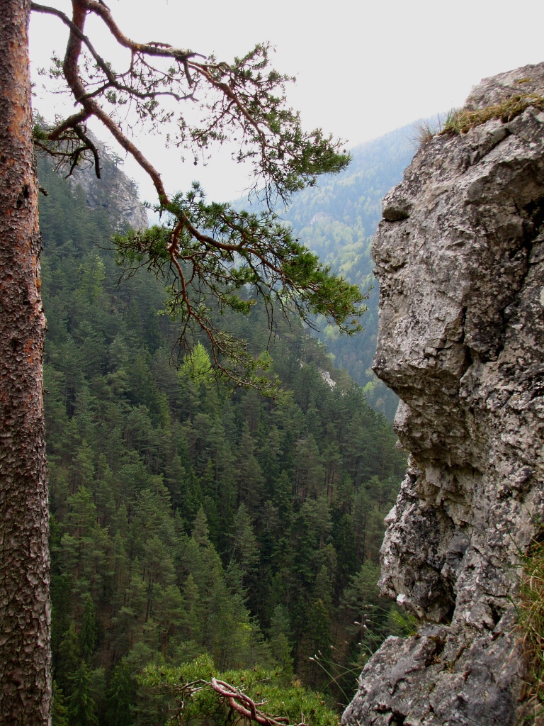 Nvraty k divoin - Horydoly.cz 