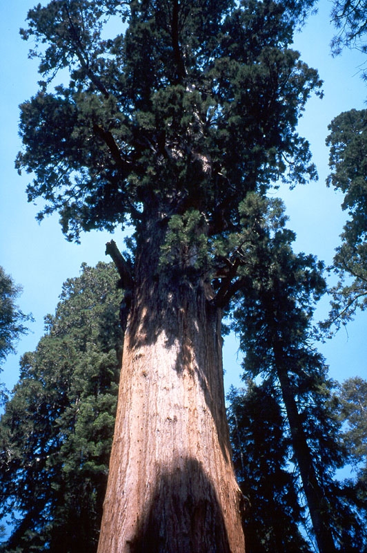 Sequoia National Park