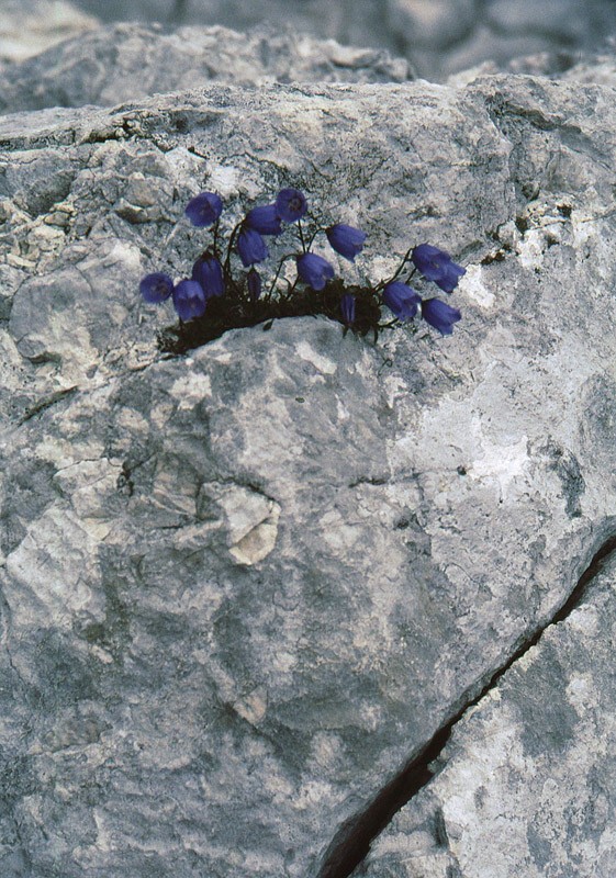 Grosser Priel, Bert-Rinesch-Klettersteig