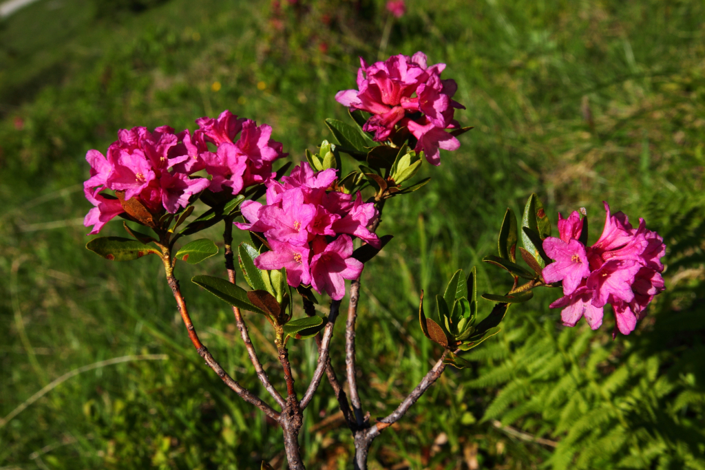 Alpské růže kvetou na Kreealm.