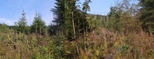 Šumavský les se obnovuje nečekaně rychle