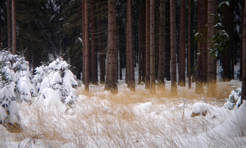 Běžky na dostřel z Prahy Běžky na dostřel z Prahy