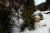 Leden ve Špindlu: umělý sníh, nižší ceny a lanovky bez front
