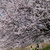 Hanami, svátek třešňových květů 