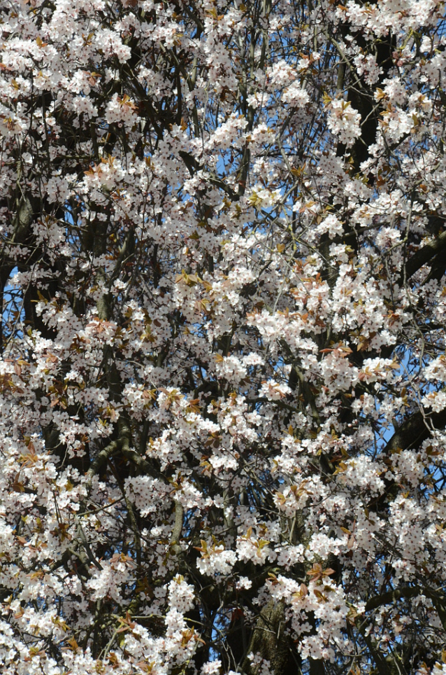 Hanami, svátek třešňových květů 