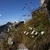 Květy Vápencových Alp