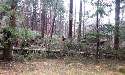 Na Frýdlantsku je kvůli polomům zakázaný vstup do lesa 