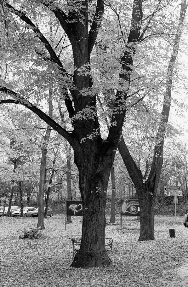 Stromovka žije na podzim i v zimě