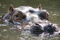2 Men Missing & 7 More Stranded After Encounter with Hippo Herd