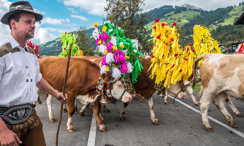 Almabtrieb - shánění krav z Kitzbühelských Alp
