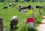 Skot, ovce a kozy se vrací do vzácné přírody v Praze