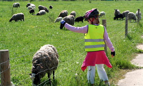 Skot, ovce a kozy se vrací do vzácné přírody v Praze