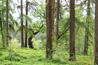 Lesy ČR upozorňují na zákaz vjezdu a zákaz ohně