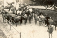 Americká kavalerie zachránila lipicány od Domažlic
