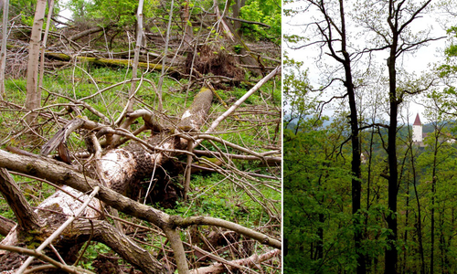 Les: Divočina nebo park? Les: Divočina nebo park?