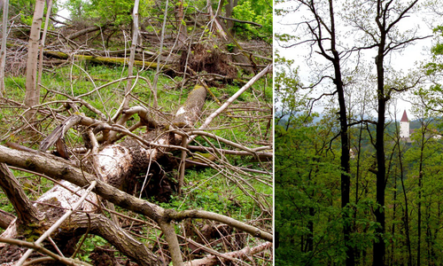 Les: Divočina nebo park?