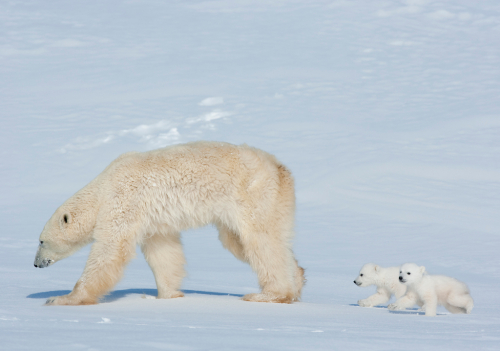 Polární medvědice s medvíďaty v Arktidě.
