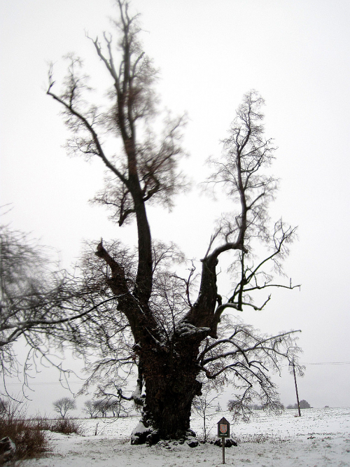 Památný strom se postaral o památné chvilky.