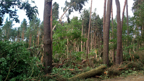 Les u Vlašimi po velké bouři.