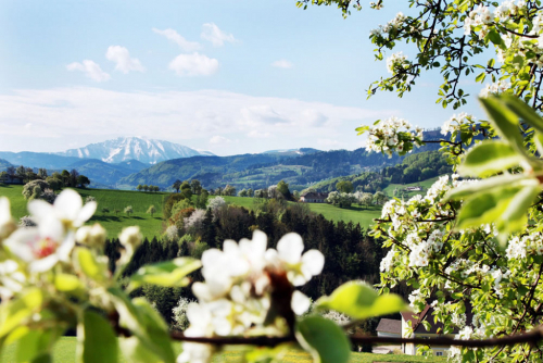 Dolnorakouský kraj kolem Ötscheru je právě v jarním květu.