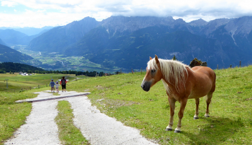 Kůň se volně pase Osttirol.
