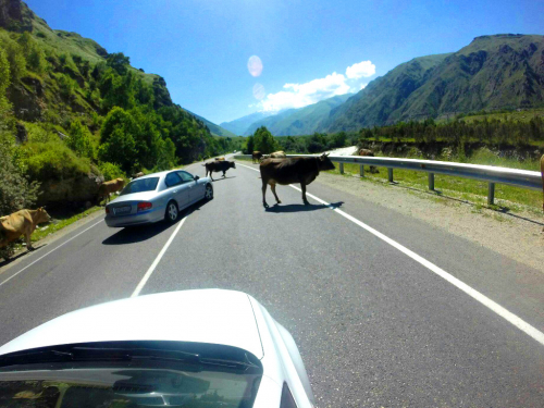 Krávy chodí po silnici na Kavkaze pod Elbrusem.