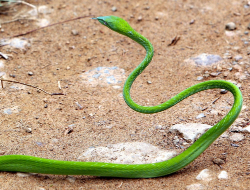 Thajsko, tenhle had je neškodný.