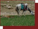 Afghnistn, putovn na koskm hbet