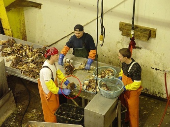 Aljaka, ryb tovrna - Horydoly.cz 