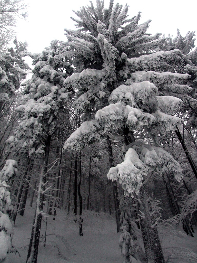 Beskydy, Javorov� a Ostr� vrch - Horydoly.cz 