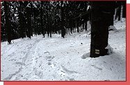 Beskydy. Lys hora. Sestup po lut znace k pehrad ance. 