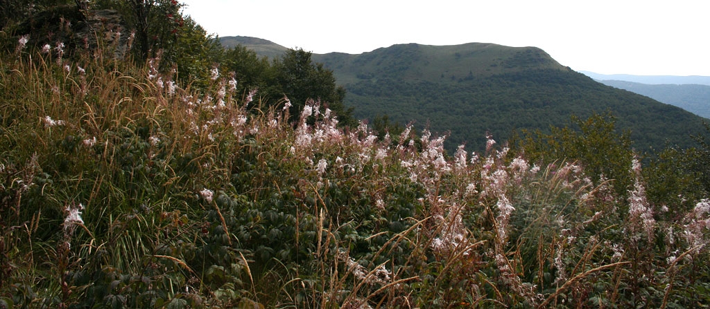 Bieszczady, polonina Wetlinska