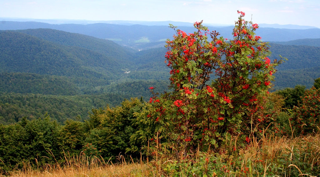 Bieszczady, polonina Wetlinska