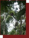 Borneo, orangutan - pán z lesa