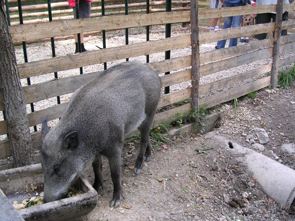 astolovice, zmek a obora