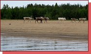 Urho Kekkonen National Park. Kdy potkte soby, tak se radost samozejm nsob. 