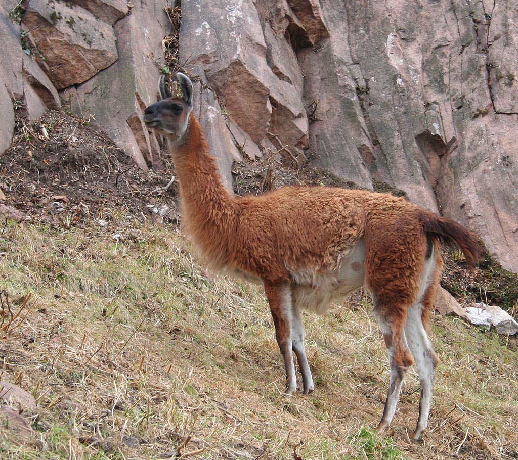 Firmian, Messnerv hrad