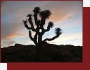 Joshua Tree