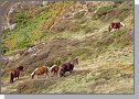 Stda horskch kon se pasou voln
