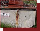Gesuse, na Buchsteinhaus vede znaka slo 641
