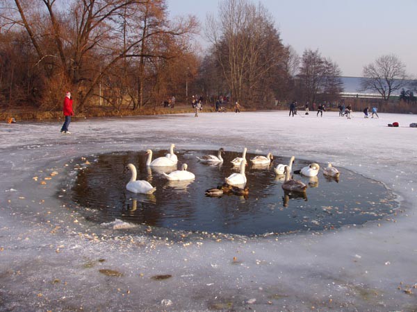 Hostivask pehrada a Hamersk rybnk pod ledem