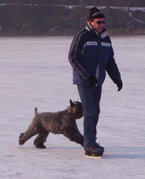 Hostivask pehrada a Hamersk rybnk pod ledem