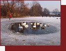 Hamerský rybník, labutě na volné vodě