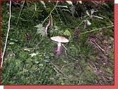 Oberes Kamptal 20010 