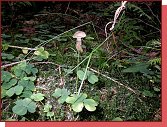 Oberes Kamptal 20010 