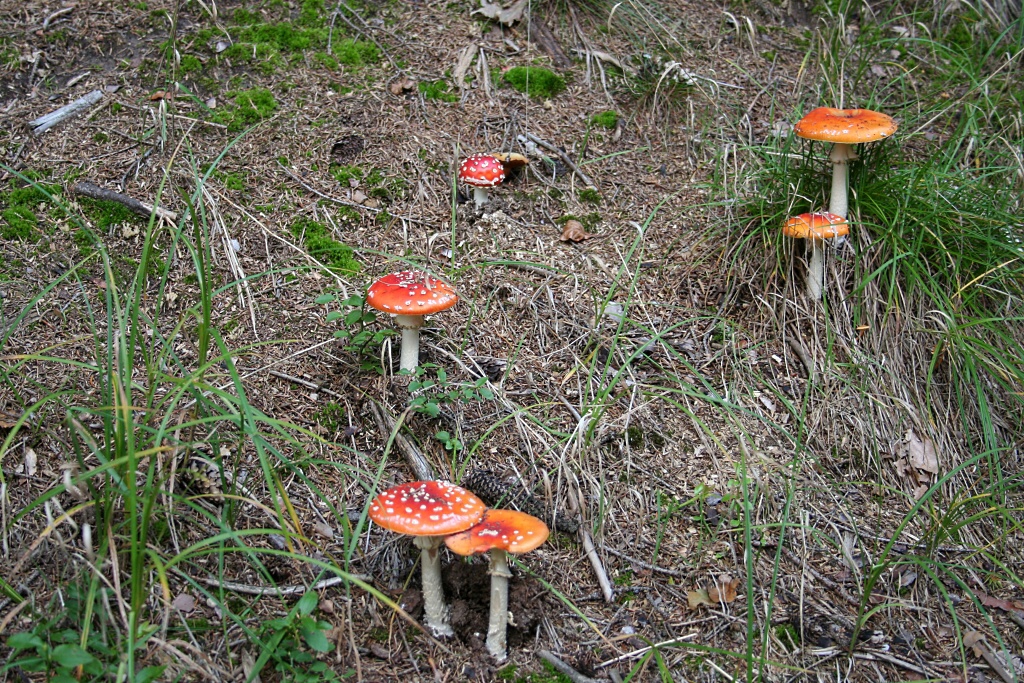 Kokonsko, Ra, houby v z 2010 - Horydoly.cz 
