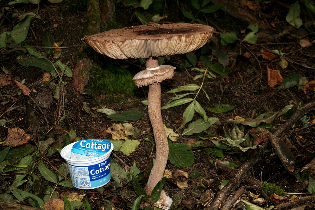Kokonsko, Ra, houby v z 2010 - Horydoly.cz 