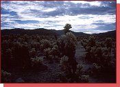 Joshua Tree. Cholla cactus garden noc se do temnot 